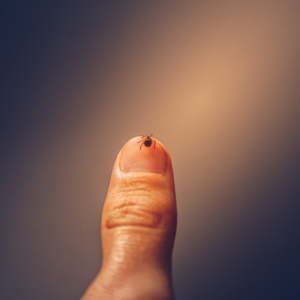 Lyme Diseased Tick on Thumb