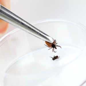 tick being tested for chronic Lyme disease 